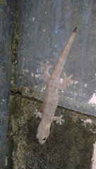 Gehyra mutilata