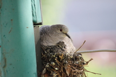 Columbina inca