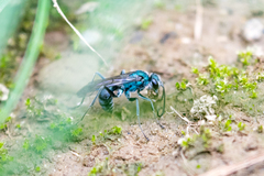 Auplopus architectus