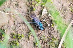 Auplopus architectus