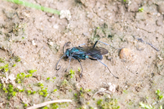 Auplopus architectus