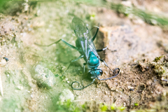 Auplopus architectus