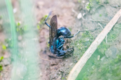 Auplopus architectus