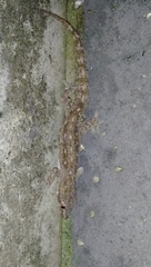 Hemidactylus frenatus