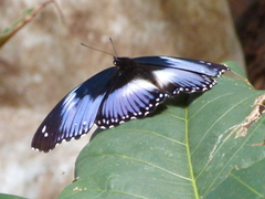 Hypolimnas salmacis salmacis