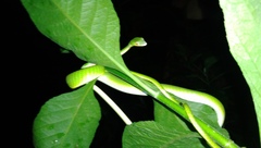 Ahaetulla mycterizans