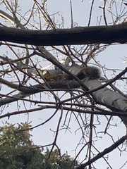 Sciurus niger