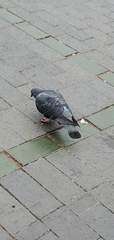 Columba livia