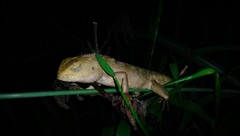 Calotes versicolor