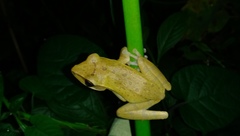 Polypedates leucomystax