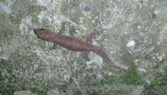 Gehyra mutilata