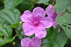 Ipomoea philomega