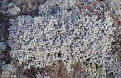 Stereocaulon saxatile