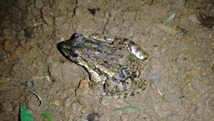 Fejervarya cancrivora