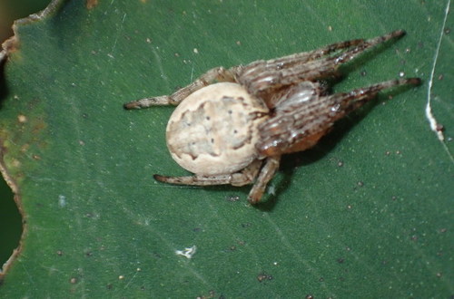 Larinioides image