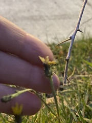 Picris hieracioides hieracioides