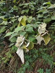 Mallotus apelta