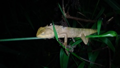 Calotes versicolor