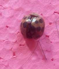 Epilachna tredecimnotata