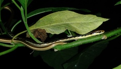 Dendrelaphis pictus