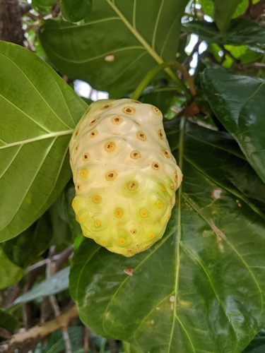 Morinda citrifolia
