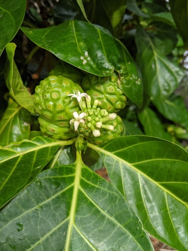 Morinda citrifolia