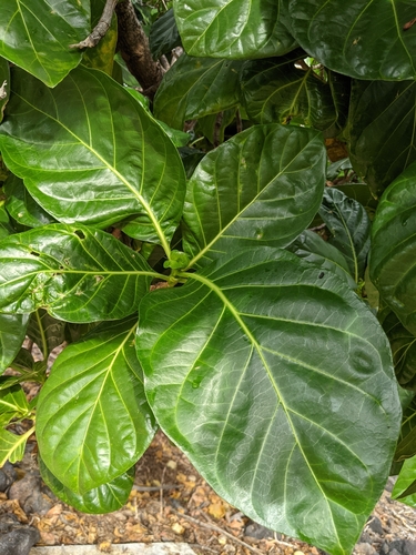 Morinda citrifolia