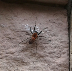 Alpaida gallardoi