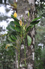 Monstera alcirana