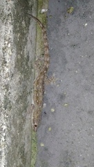 Hemidactylus frenatus