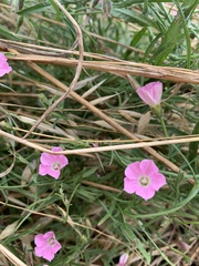 Convolvulus erubescens