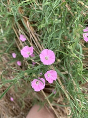 Convolvulus erubescens