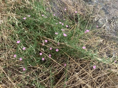 Convolvulus erubescens