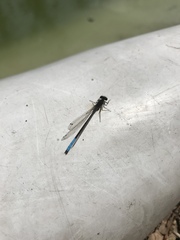 Oxyallagma dissidens