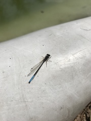 Oxyallagma dissidens