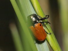 Labidostomis humeralis