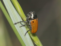 Labidostomis humeralis