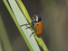 Labidostomis humeralis