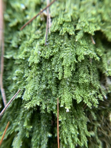 Taxiphyllum deplanatum, 2020-11-22