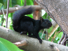 Sciurus aureogaster