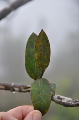 Eschweilera sessilis