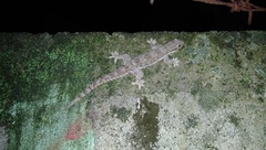 Hemidactylus platyurus