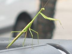 Phasmomantis sumichrasti