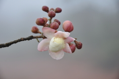 Eschweilera sessilis