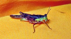 Paulinia acuminata