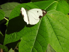 Pieriballia viardi