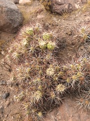 Maihueniopsis camachoi