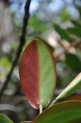Marcgraviaceae