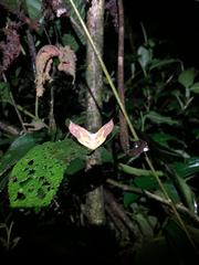 Simopteryx torquataria