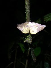 Simopteryx torquataria